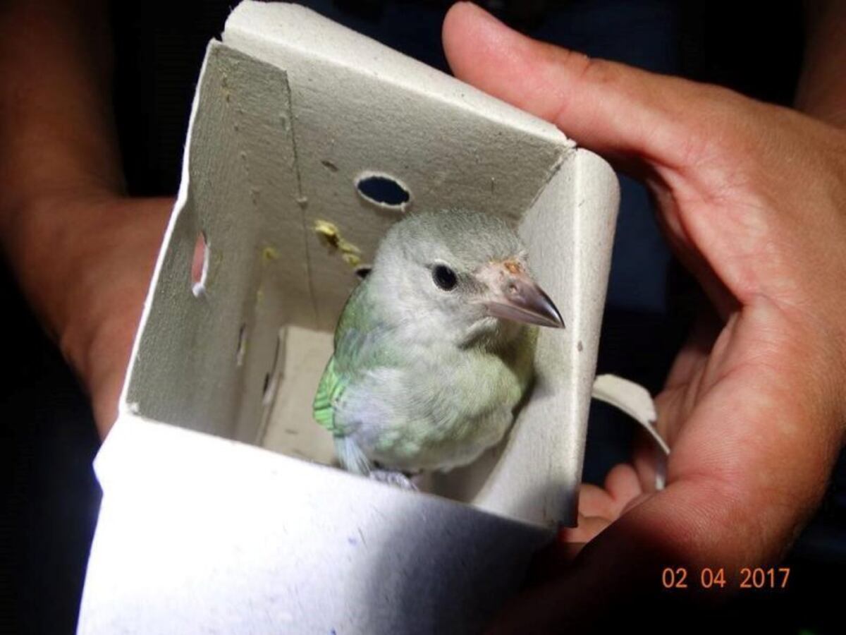 Detuvieron a un hombre que transportaba más de 300 aves en el baúl del auto