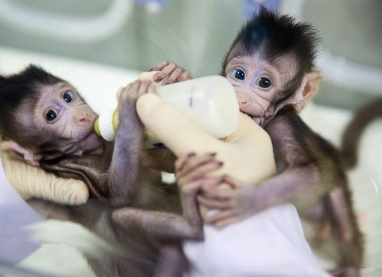 Los macacos cangrejeros Zhong Zhong y Hua Hua fotografiados en un centro de investigación de la Academia China de las Ciencias de Shanghai (imagen de fecha desconocida). Más de 20 años después del nacimiento de la oveja clonada "Dolly", científicos chinos consiguieron clonar por primera vez monos con el mismo método, según publican hoy en la revista especializada "Cell".

(Vinculado al texto de dpa "Científicos chinos clonan monos por primera vez con método de 'Dolly'" del 24/01/2018)ç Foto: Jin Liwang/Xinhua via ZUMA Wire/dpa +++ dpa-fotografia +++