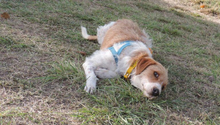 Argos, un perrito ya viejo y adulto que fue abandonado y que Patitas de Perros lo ofrece en adopción. (Patitas de Perro)