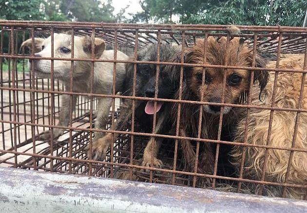 Rescataron decenas de perros que iban a ser cocinados en un festival de China (Foto: Daily Mail)