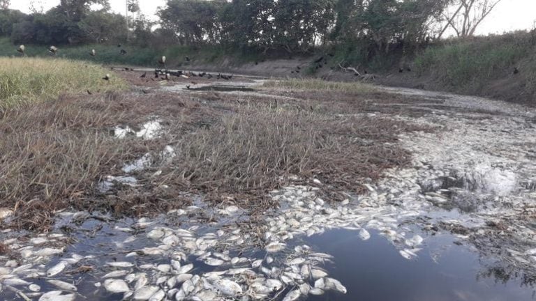 Cementerio de peces en Chaco