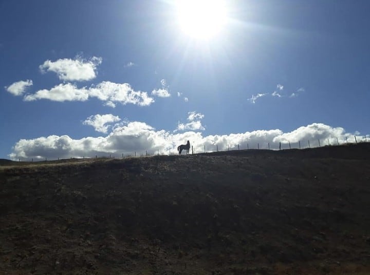 El animal volvió a correr por el descampado.