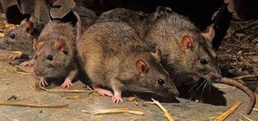 hantavirus