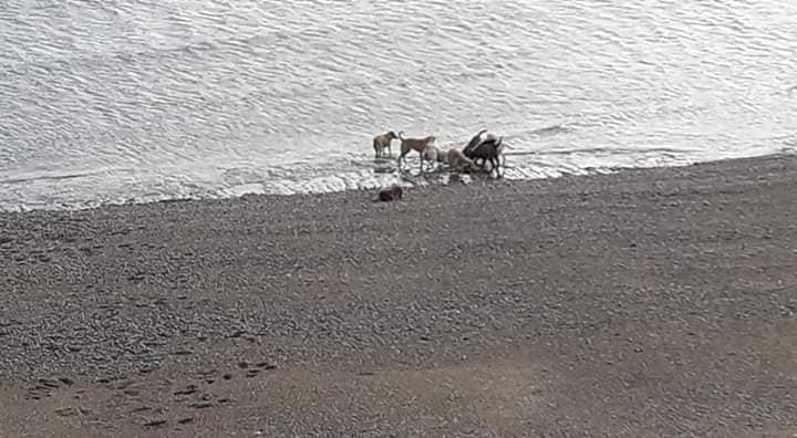 jauria ataca lobo marino