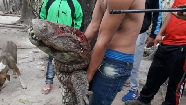 El animal se encontraba en una laguna en el este de Tucumán.