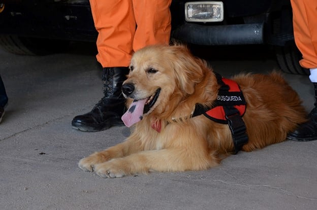 Perros que participan en la búsqueda de un joven en Chubut.