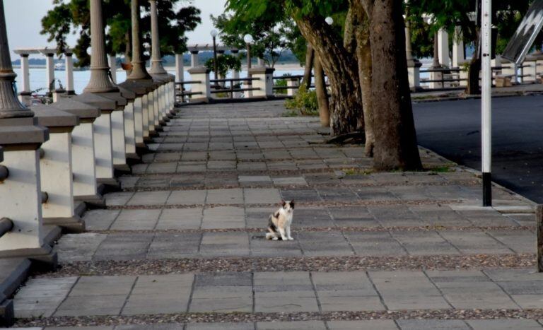 La costanera correntina es un lugar donde se permitirán las caminatas.