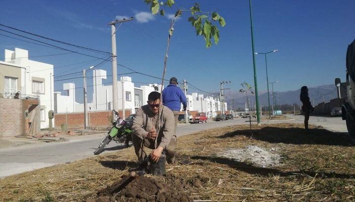 Arbolado Urbano en Salta. (Web)