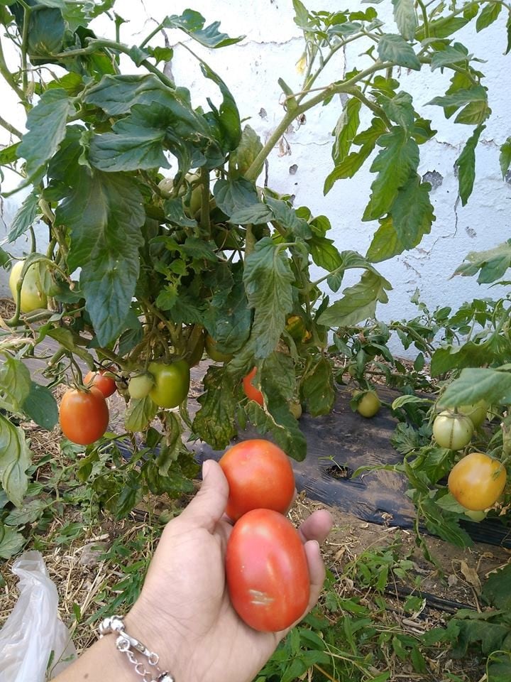 Caleta Inta huerta agroecológica