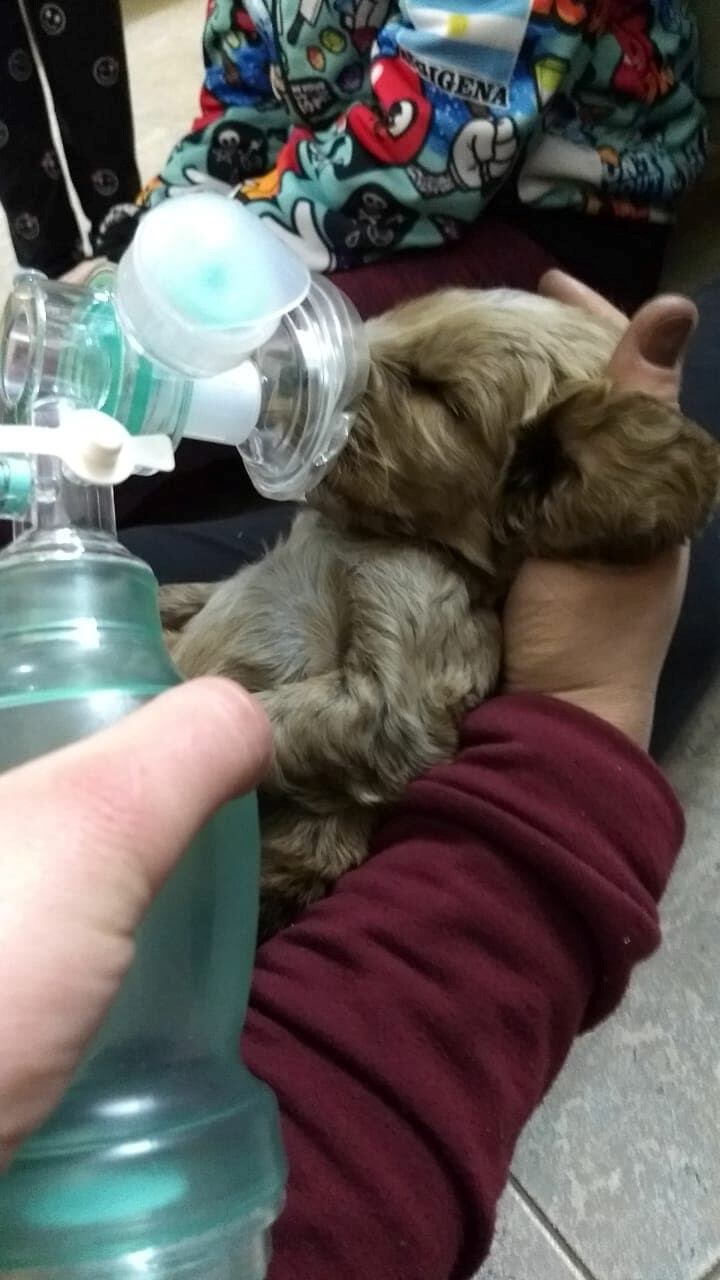 Bomberos de Alcira Gigena rescatan a cachorritos de un incendio en Alcira Gigena