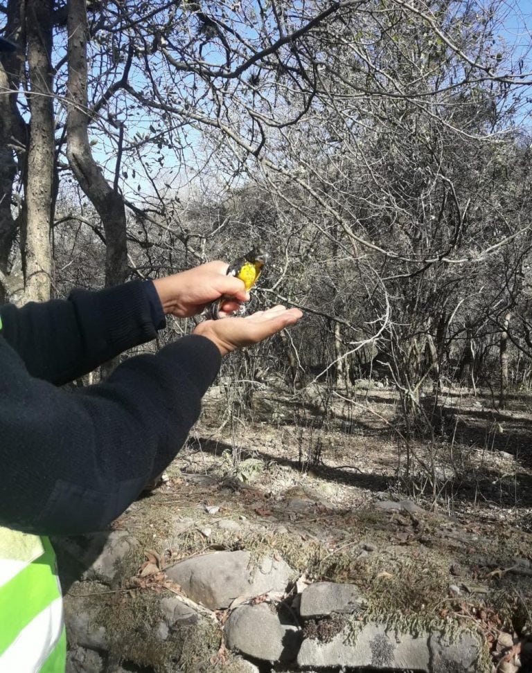 Devolvieron a su hábitat natural aves provenientes del tráfico. (Policía de Salta)