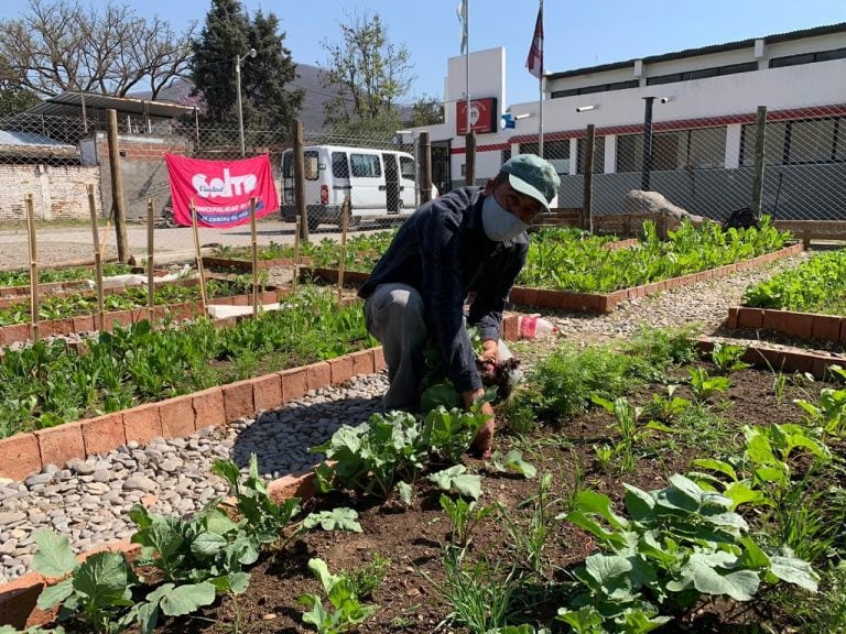 La huerta comunitaria del CIC de Constitución vio su primera cosecha (Municipalidad de Salta)