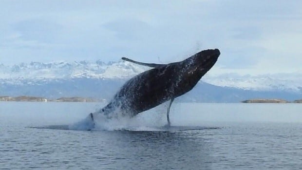 Ballenas Jorobadas visitando el Canal de Beagle