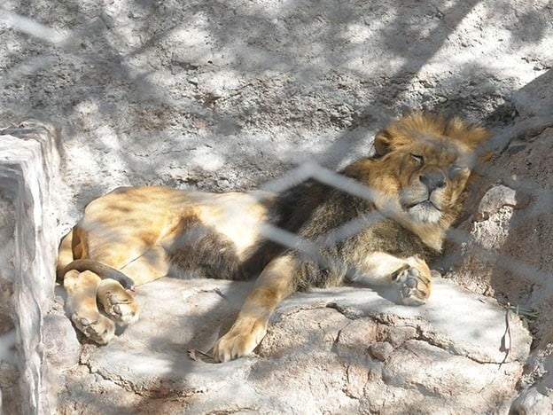 Leones del Zoológico de Mendoza.