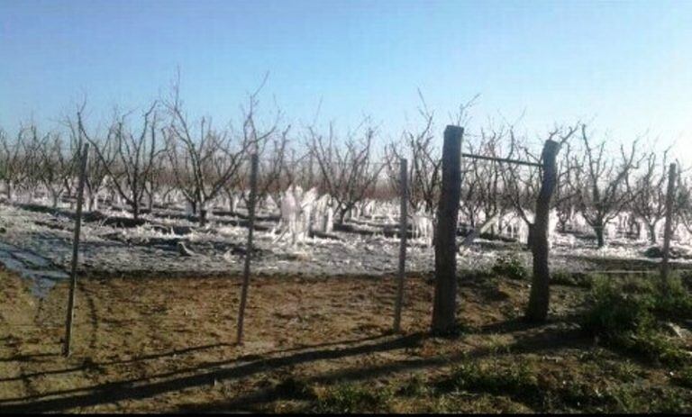 Fincas heladas. Así amaneció el martes.