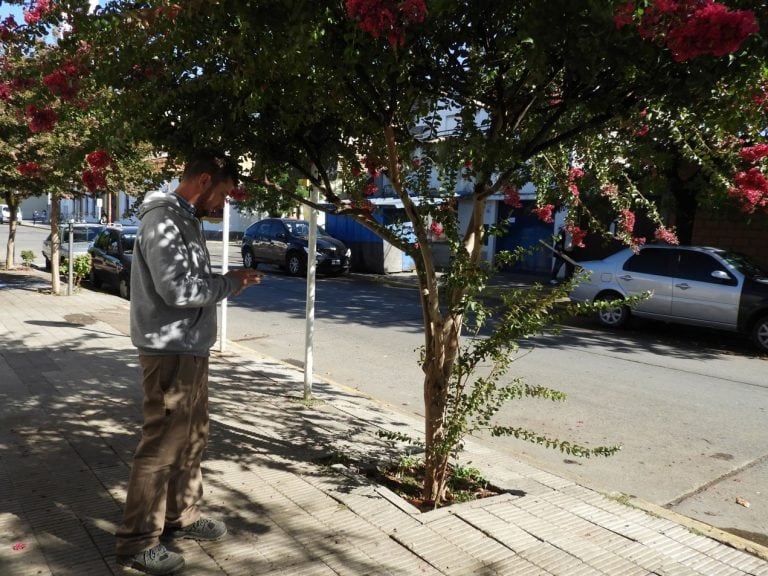 Censo Forestal