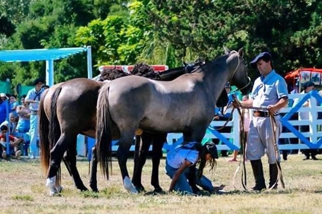 Victoria Rovetto, con 12 años, es amansadora de caballos en General Cabrera, Córdoba, y su técnica es furor en cada encuentro de animales de este tipo en el interior.