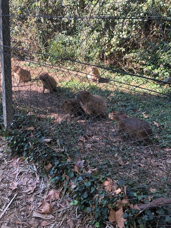 Crece la polémica en un country de Berazategui por expulsar animales porque "molestaban" a los vecinos