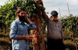 Preparativos para la producción de maracuyá en la chacra de un productor de Misiones. La experiencia de esta plantación en la chacra de Ivo Schedler.