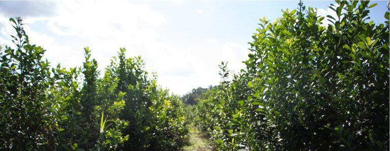 Plantación de yerba mate. (INYM)