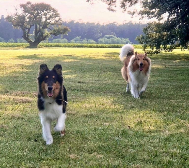 Prócer, el hijo de Dylan perro de Alberto Fernández (@dylanferdezok)