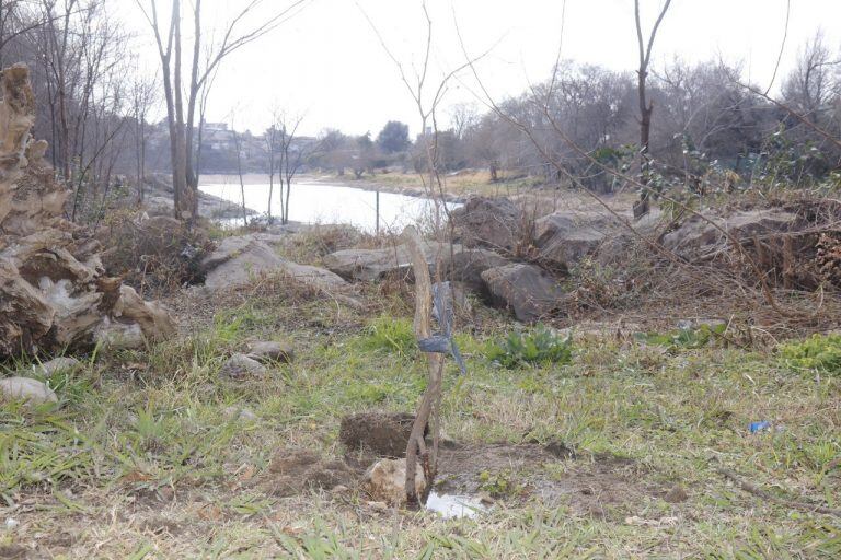 Plantaron algarrobos en el Parque Estancia La Quinta