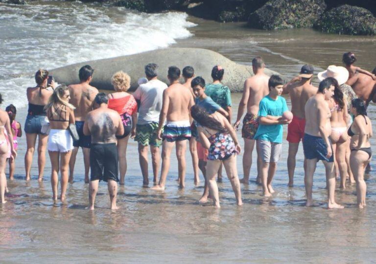 Elefante Marino en Mar del Plata