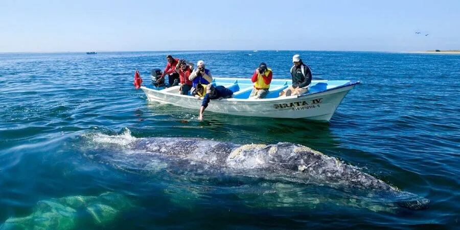 Al momento de avistar ballenas se recomienda no molestarlas.