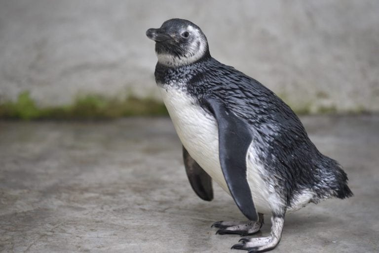 El pingüino de Magallanes encontrado en una vivienda de Santa Rosa de Calamuchita.