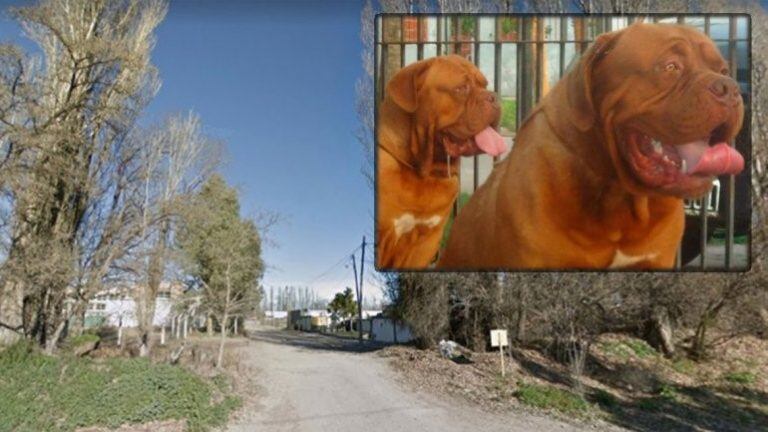 Los perros se escaparon de su hogar y atacaron al ferroviario (web).