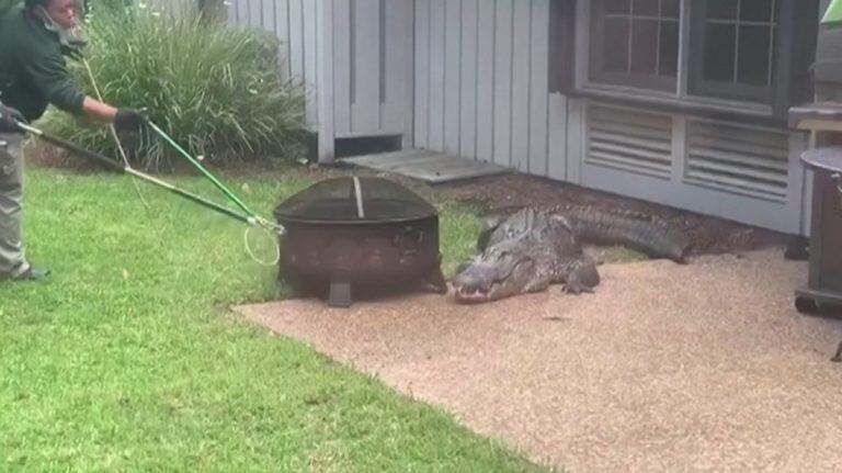 Una familia encontró un cocodrilo gigante paseando por el patio de su casa (Foto: web)