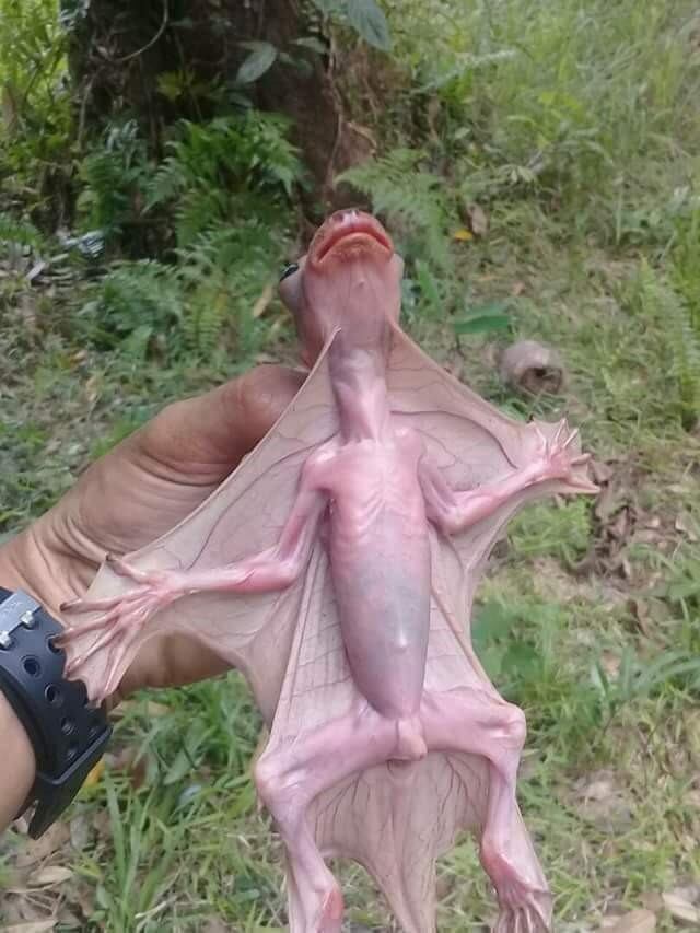 Sunda colugo cachorro. (Foto:Web)