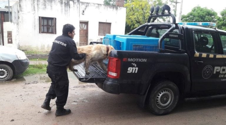 La policía realizó la excavación a pedido de la madre del menor.