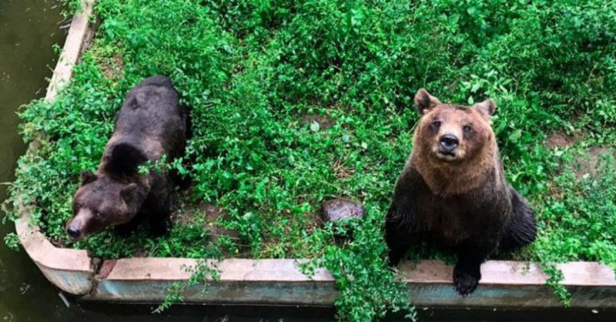 Un nuevo video del Zoológico de Córdoba muestra el presunto mal estado de los osos