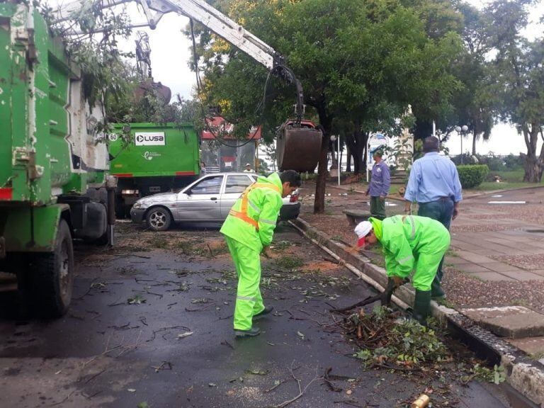 Cayeron más de 30 árboles en toda la capital correntina.