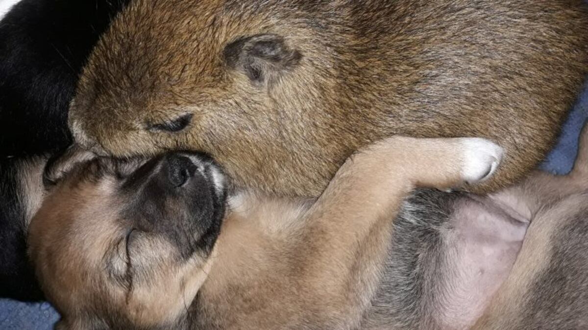 La tierna historia de un carpincho criado entre perros que se hizo viral