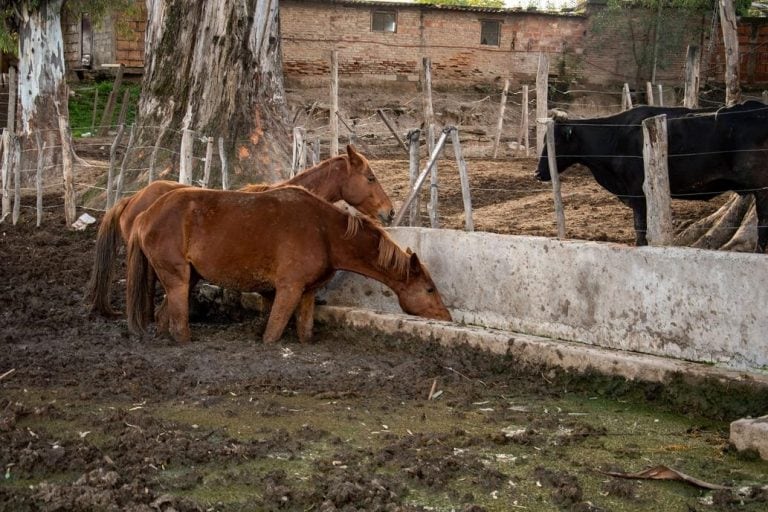 Caballos en Caballería de Salta. (La Nación)