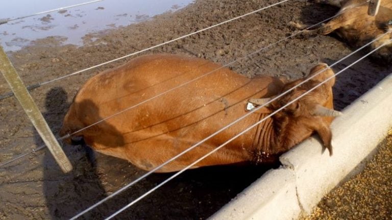 Unos 16 novillos murieron en Río Cuarto por la caída de un rayo. (LV 16 Radio Río Cuarto)