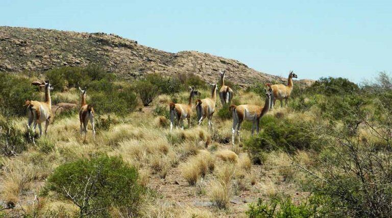 Guanacos en Lihué Calel (Gobierno de La Pampa)