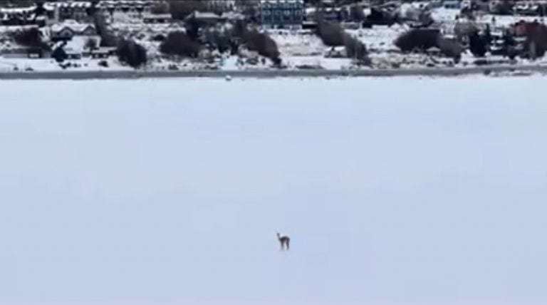 Los vecinos de Bahía Redonda se sorprendieron ante la presencia de un solitario guanaco.