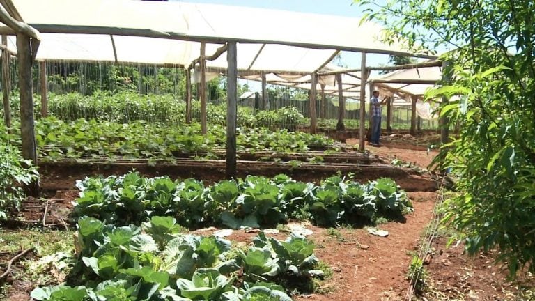 Productores expectantes ante la apertura del Mercado concentrador en Eldorado.