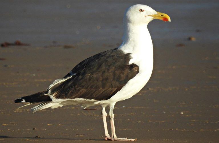 Gaviota "Larus Marinus", una de las más grandes del mundo (Foto: web)