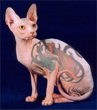 Polémica por una nueva tendencia que propone tatuar a los gatos