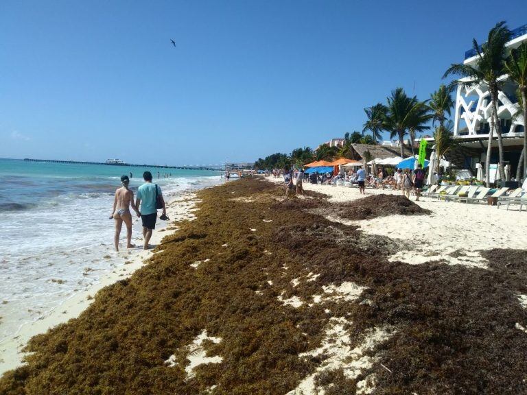 El sargazo puede bloquear la luz solar en el agua y afectar a los organismos que hacen fotosíntesis.