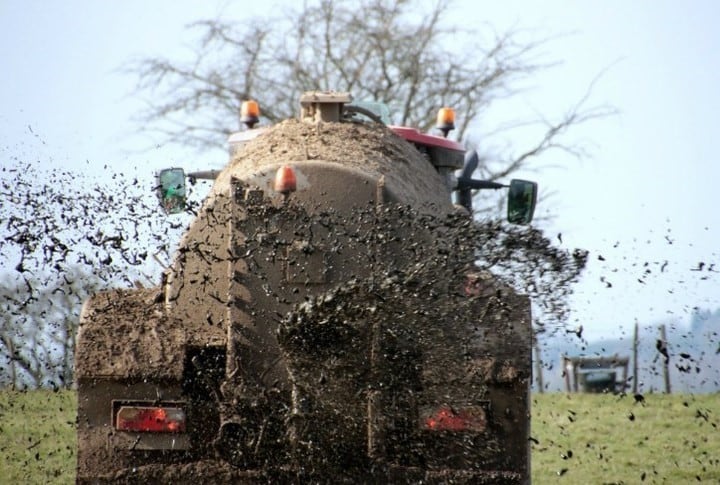 Problemas con el excremento de las vacas en Holanda