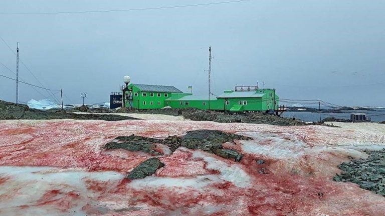 Nieve Rosa en La Antártida, otro fenómeno que se observa desde el espacio. Esto es producto del excremento de pingüinos que se esparcen por la nieve.