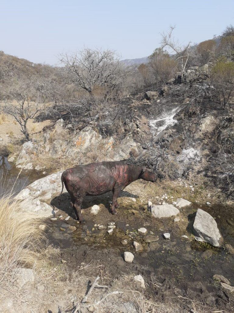 Animales impresiinantemente lastimado por el avance del fuego. (Foto: gentileza Milagros Da Silva).