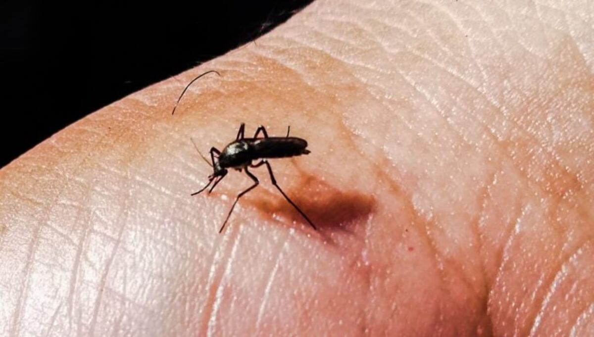 Dengue: ya son 114 los casos confirmados en Tucumán