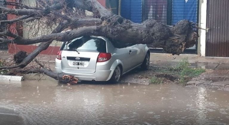 El temporal en San Martín dejó destrozos de todo tipo, hasta árboles sobre los automóviles.