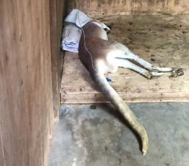 Brutal ataque en un zoo de China: turistas querían hacer saltar a un canguro y lo mataron a piedrazos